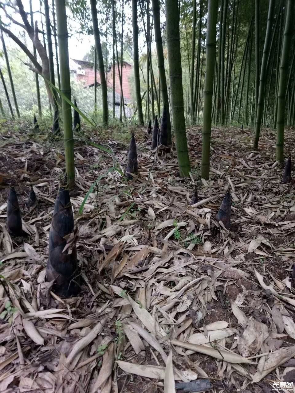 雨后春笋多,伙伴们快来我家扳笋子!